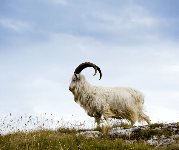 Close Up View Of A Goat On A Mountain Highlighting The Cashmere Material Used In The Eurolux Prive: The 10-Layer Luxury Mattress Crafted By Masters