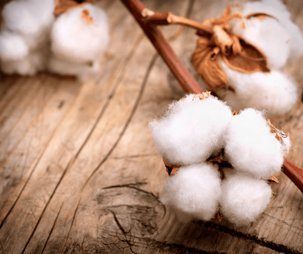 Close Up View Of Cotton Balls Highlighting The Cotton Material Used In The Eurolux Prive: The 10-Layer Luxury Mattress Crafted By Masters