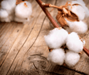 Close Up View Of Cotton Balls Highlighting The Cotton Material Used In The Eurolux Prive: The 10-Layer Luxury Mattress Crafted By Masters