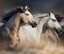 Close Up View Of Three Horses Highlighting The Mohair Material Used In The Eurolux Prive: The 10-Layer Luxury Mattress Crafted By Masters